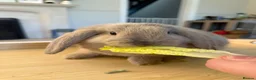Mini Lop rabbits for sale: Mini lop for sale  - Advert 1