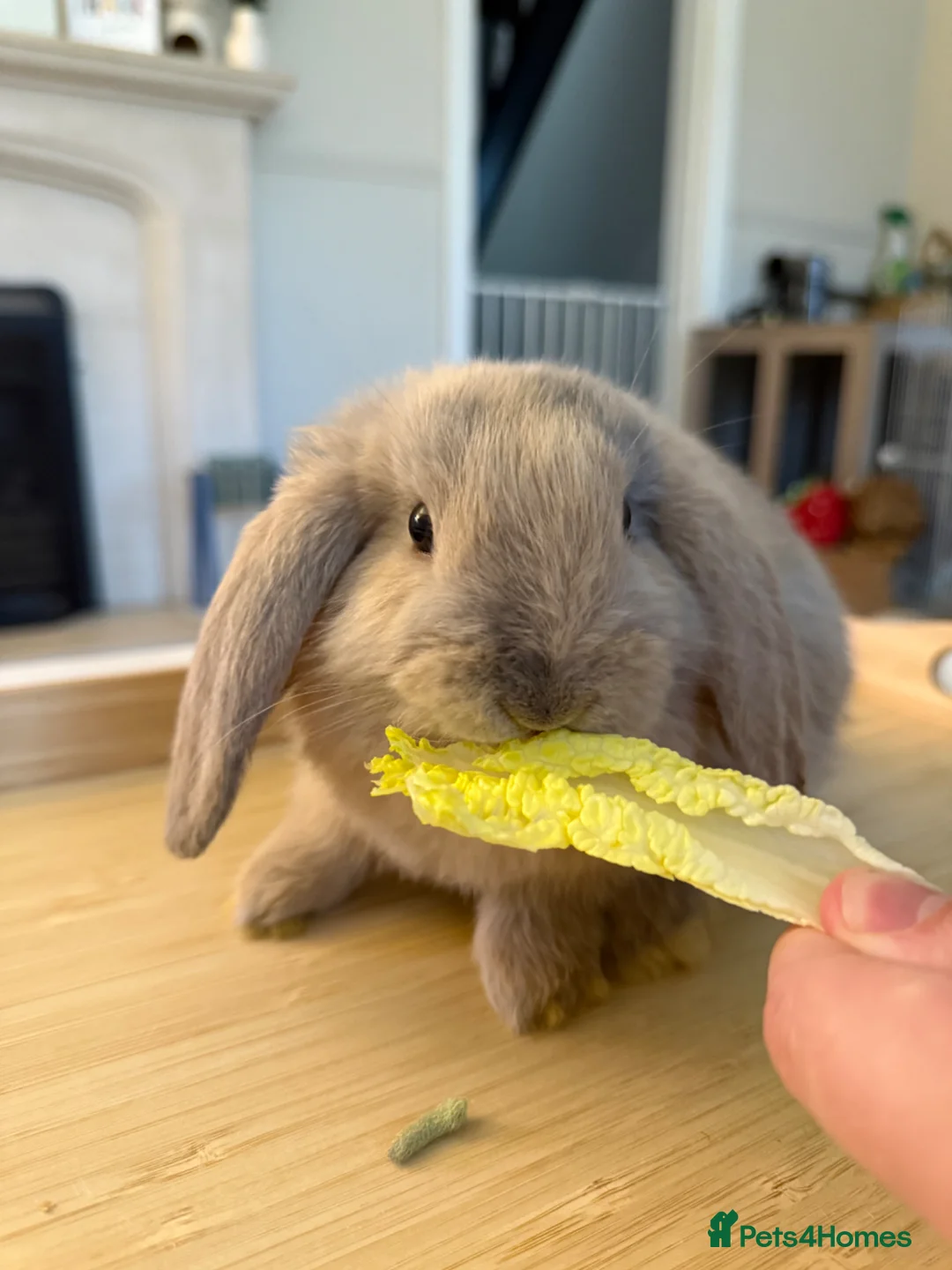 Mini Lop rabbits for sale: Mini lop for sale  - Advert 1