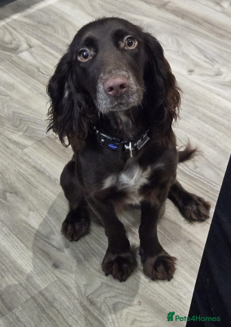 Cocker Spaniel dogs 2 yr old female chocolate Cocker Spaniel  - Advert 14
