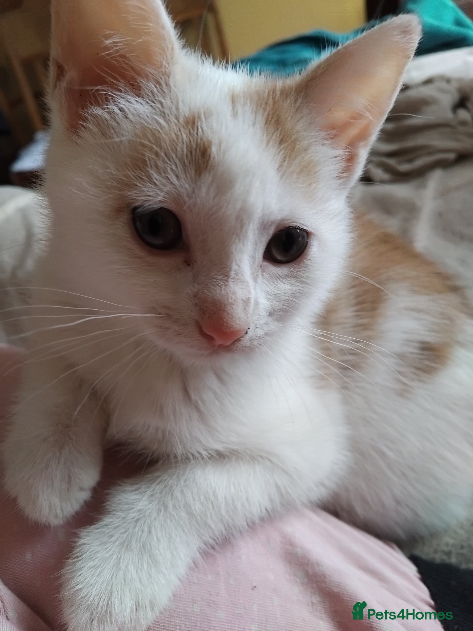 Mixed Breed cats for sale: 6 cute kittens  - Advert 12