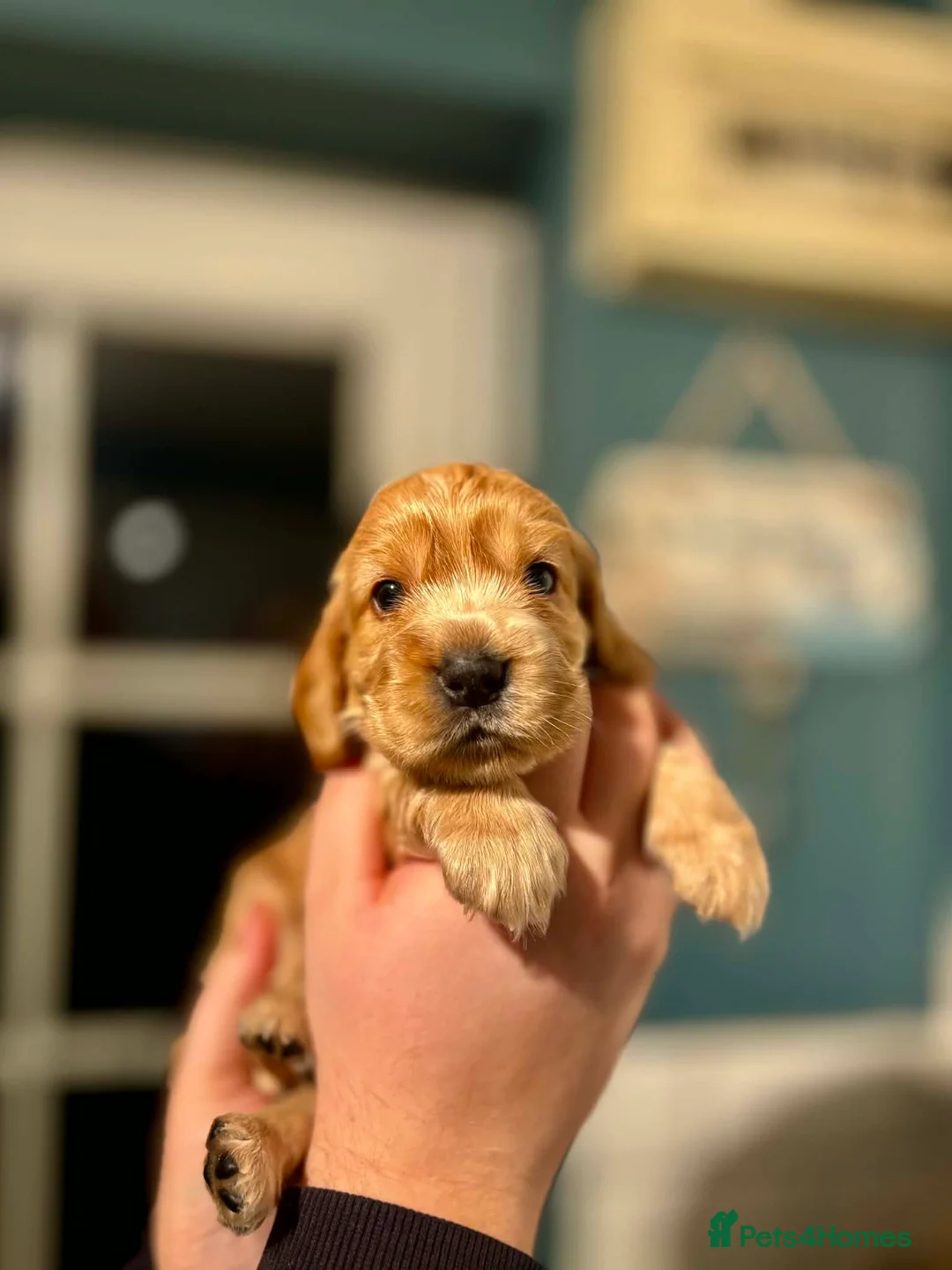 Cocker Spaniel dogs for sale: Last little boy looking for his sofa 🐾 - Advert 4