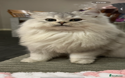 British Shorthair cats for sale: 🩵 3 British Long/Shorthair kittens! 🩵 - Image 6