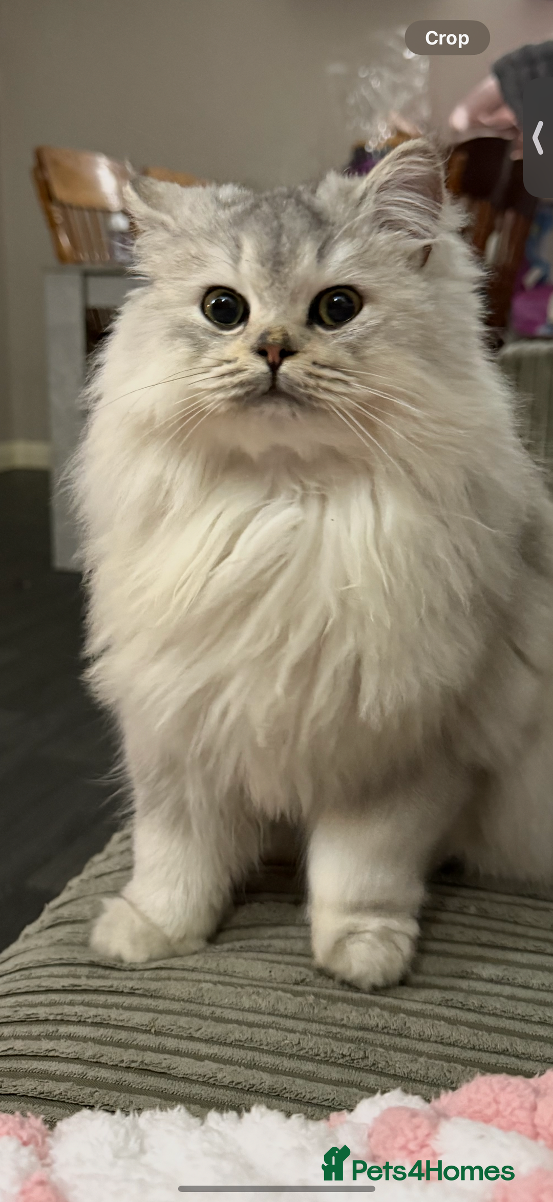 British Shorthair cats for sale: 🩵 3 British Long/Shorthair kittens! 🩵 - Image 6