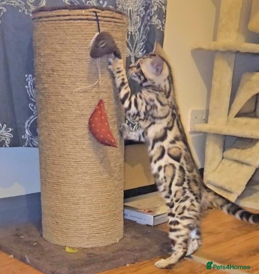 Bengal cats for sale: Bengal Kittens Tica Registered  - Image 6