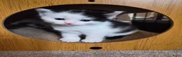 Mixed Breed cats for sale: Beautiful Kittens looking for loving homes  in Camberley - Advert 10