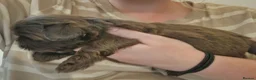Shih Tzu dogs for sale: 5 beautiful KC reg shih Tzu puppies  - Advert 10