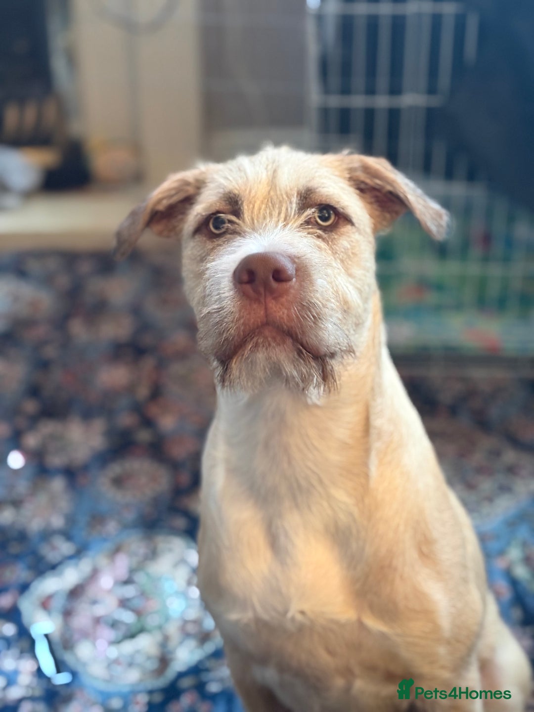 Mixed Breed dogs for sale: 9 month old Wheaten terrier staffy cross  - Advert 1