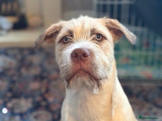 Mixed Breed dogs 9 month old Wheaten terrier staffy cross - Advert 6