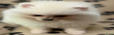 Pomeranian Puppy 3