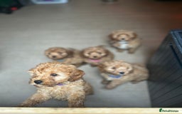 Cavapoo dogs for sale: Cavapoos  - Image 23