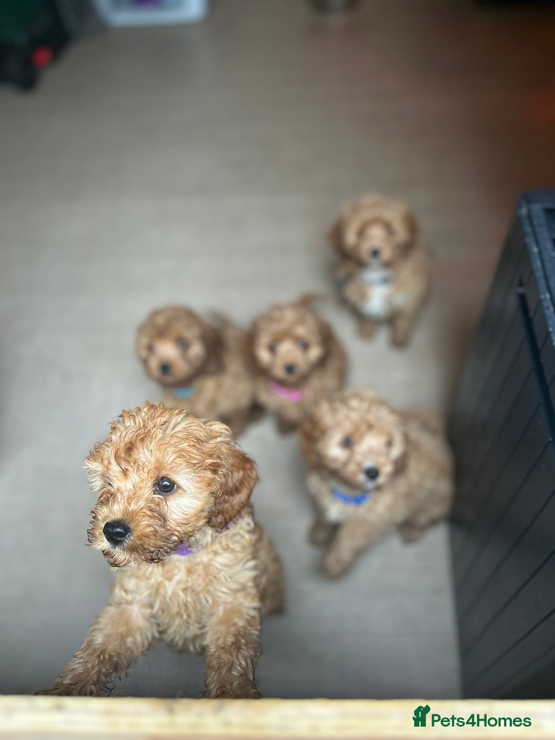 Cavapoo dogs for sale: Cavapoos  - Image 23