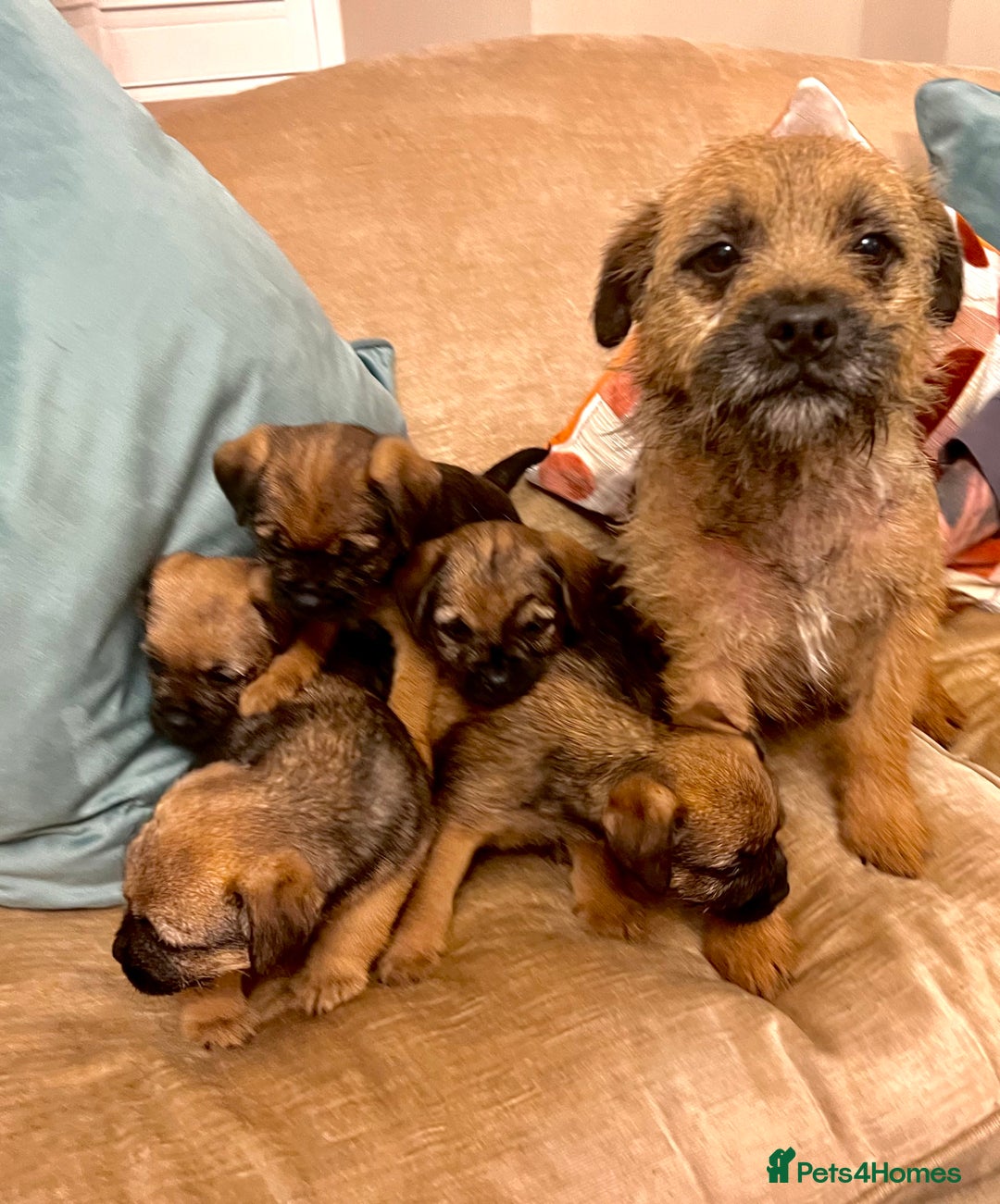 Border Terrier dogs for sale: Border Terrier Puppies  - Advert 6