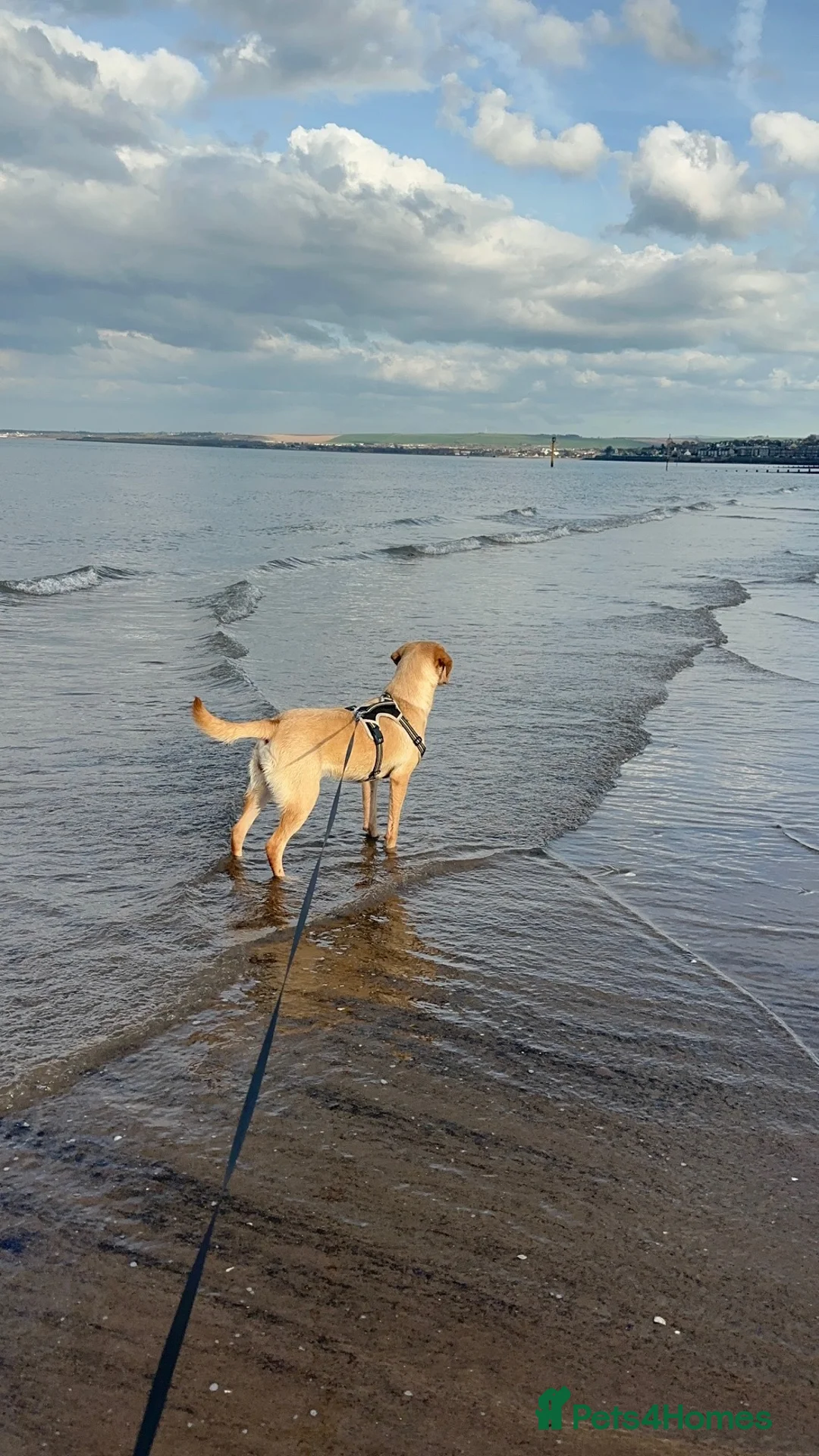 Labrador Retriever dogs for sale: 11 Month Labrador looking for a new home in Edinburgh - Advert 3