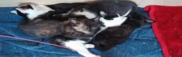 British Shorthair cats for sale: 4 beautiful male kittens needing good homes in Crewe - Advert 9