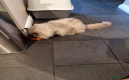 Ragdoll cats for sale: Last stunning ragdoll kitten available now - Image 10