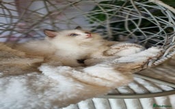 Ragdoll cats for sale: Quality Tica reg Ragdoll kittens  - Image 29
