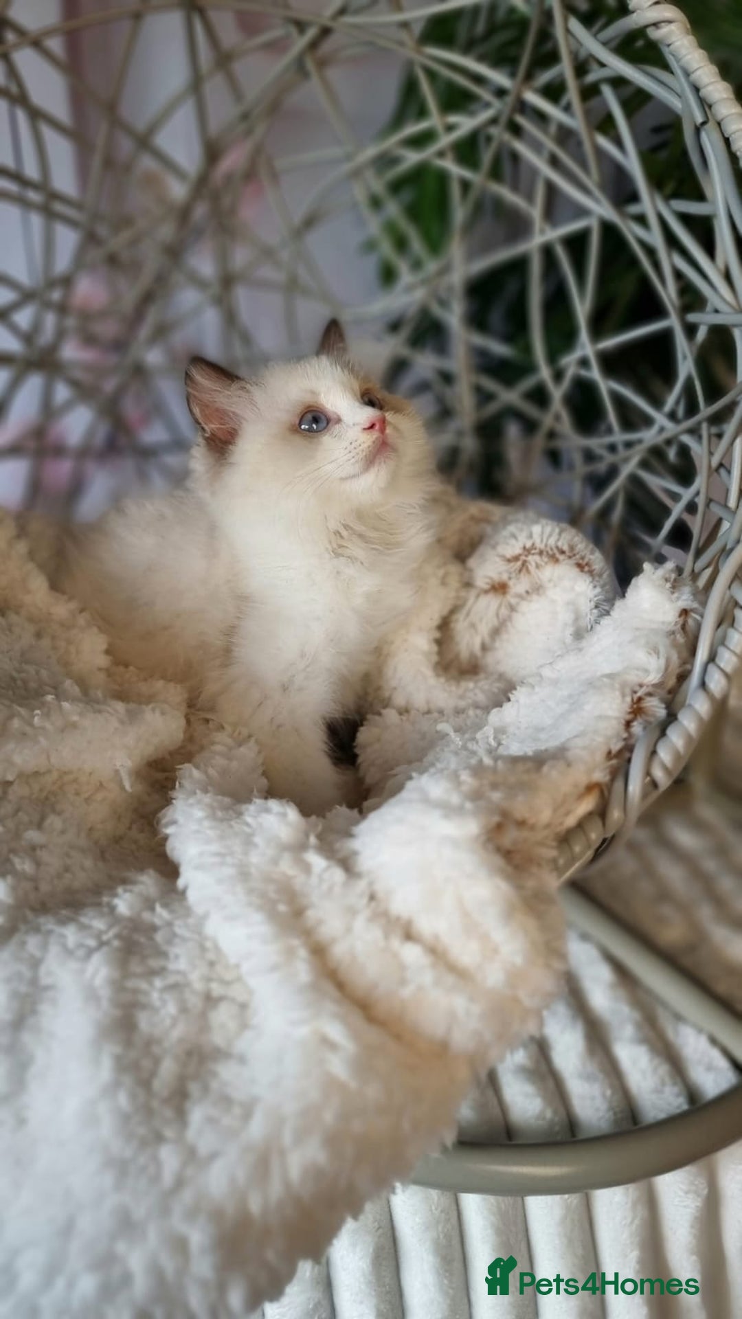 Ragdoll cats for sale: Quality Tica reg Ragdoll kittens  - Image 29