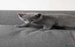 Russian Blue cats for sale: Russian blue babies looking for FOREVER homes - Image 29