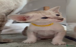 Siamese cats for sale: Cute Siamese kittens  - Image 7