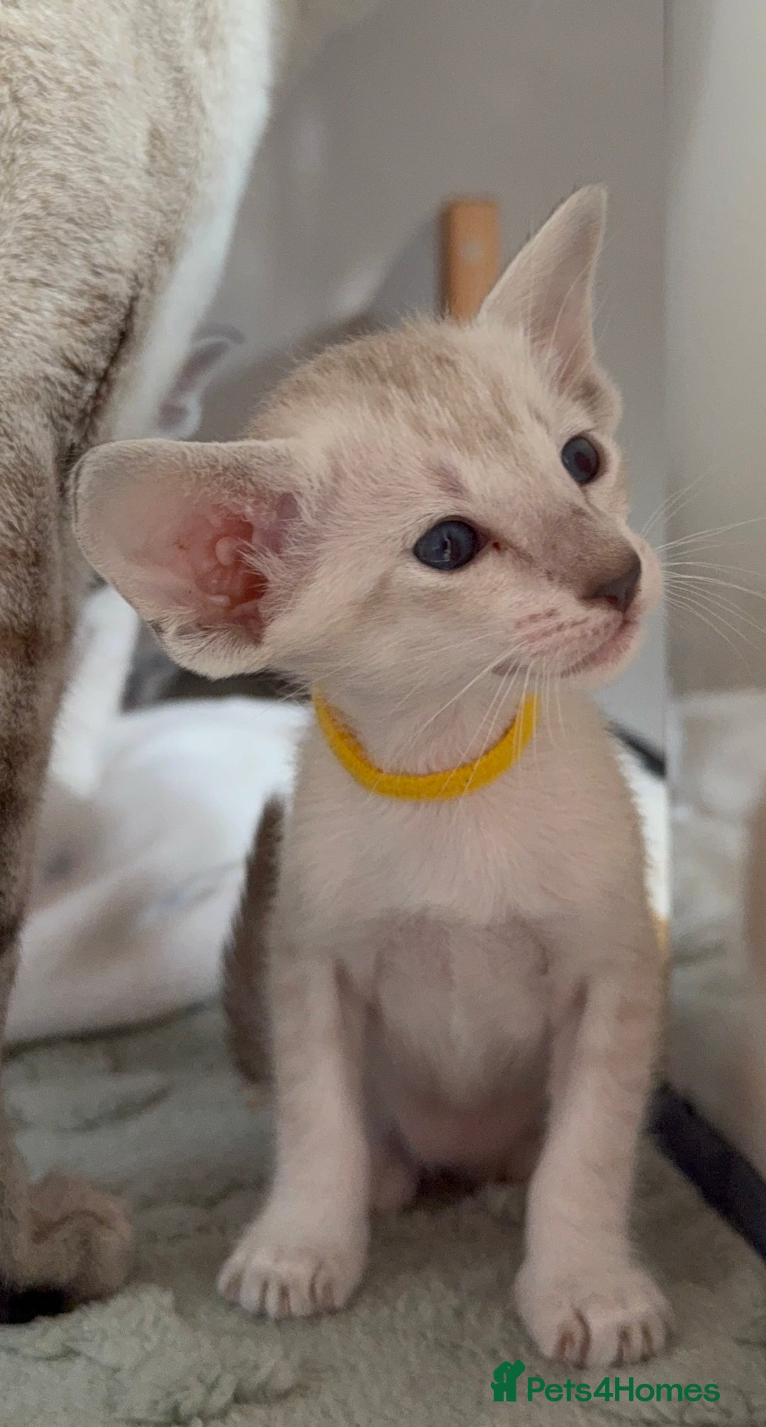 Siamese cats for sale: Cute Siamese kittens  - Image 7