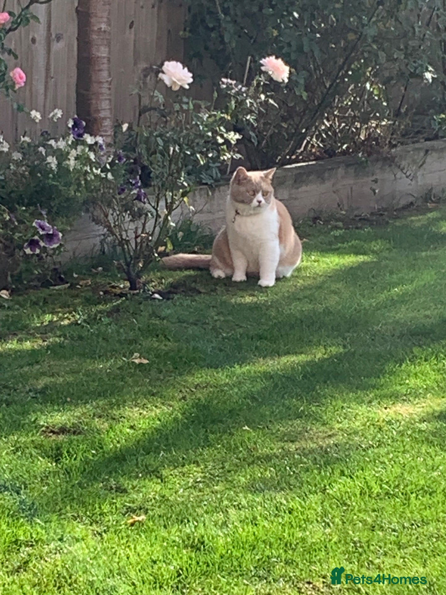 British Shorthair cats for sale: Loving BSH spade female  looking for Forever home  - Advert 1