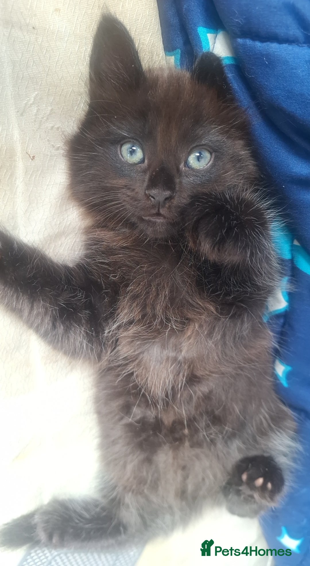 Ragdoll cats for sale: Ragdoll x Bombay  - Advert 11