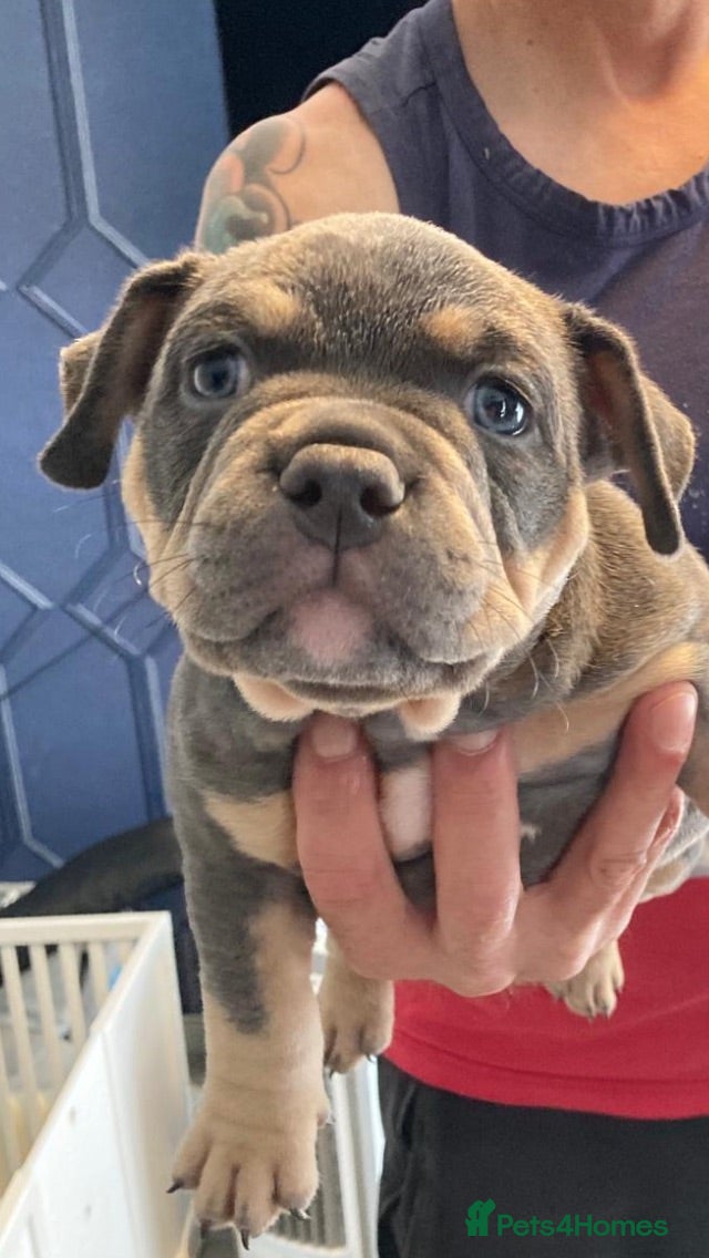 American Bully dogs ABKC Pocket bully - Advert 3