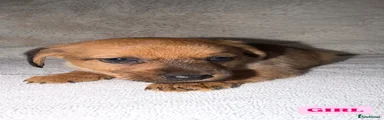 Mixed Breed 6
