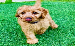 Labradoodle dogs for sale: Cute 🥰 Miniature Labradoodle Puppy 🐶  in Milton Keynes - Image 8
