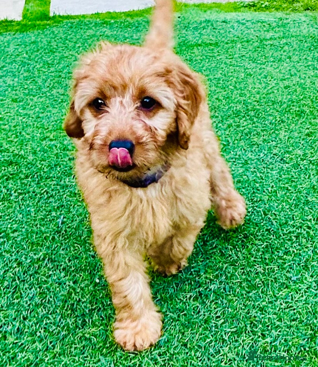 Labradoodle dogs for sale: Cute 🥰 Miniature Labradoodle Puppy 🐶  in Milton Keynes - Image 8
