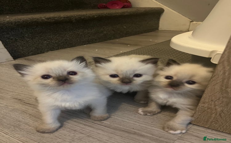 Ragdoll cats - Advert 1