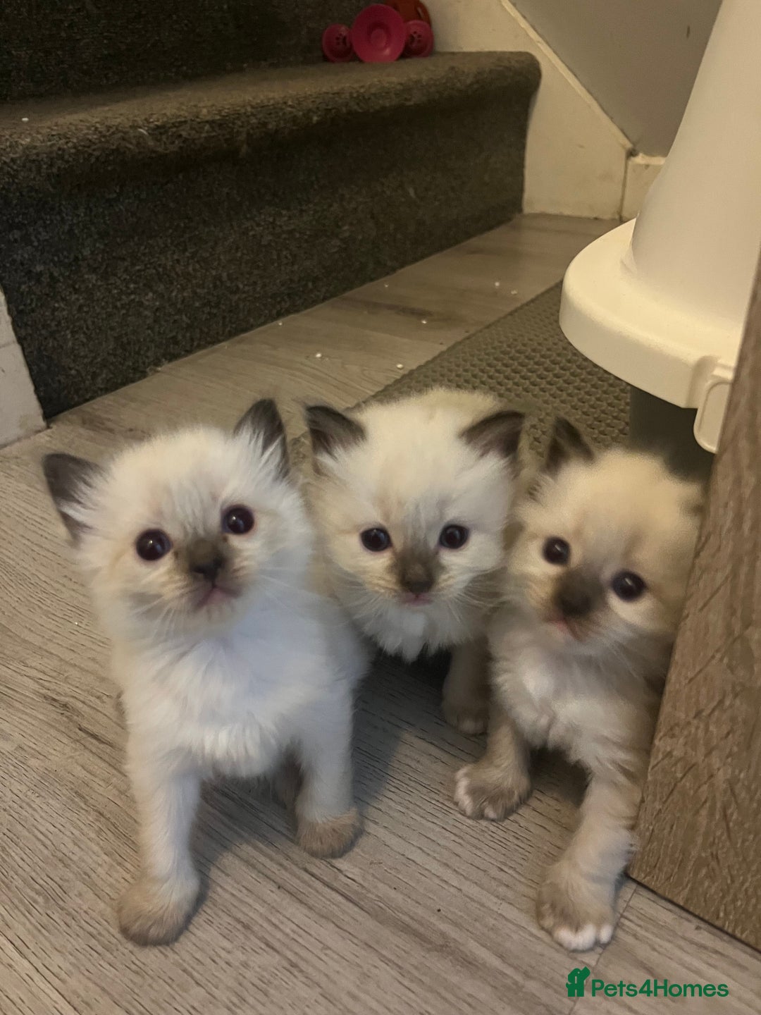 Ragdoll cats for sale: Ragdoll kittens can hold for Christmas 🎅🏼  - Image 1