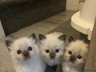 Ragdoll cats - Advert 2