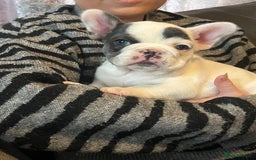 French Bulldog dogs for sale: Fluffy French Bulldogs  - Image 29
