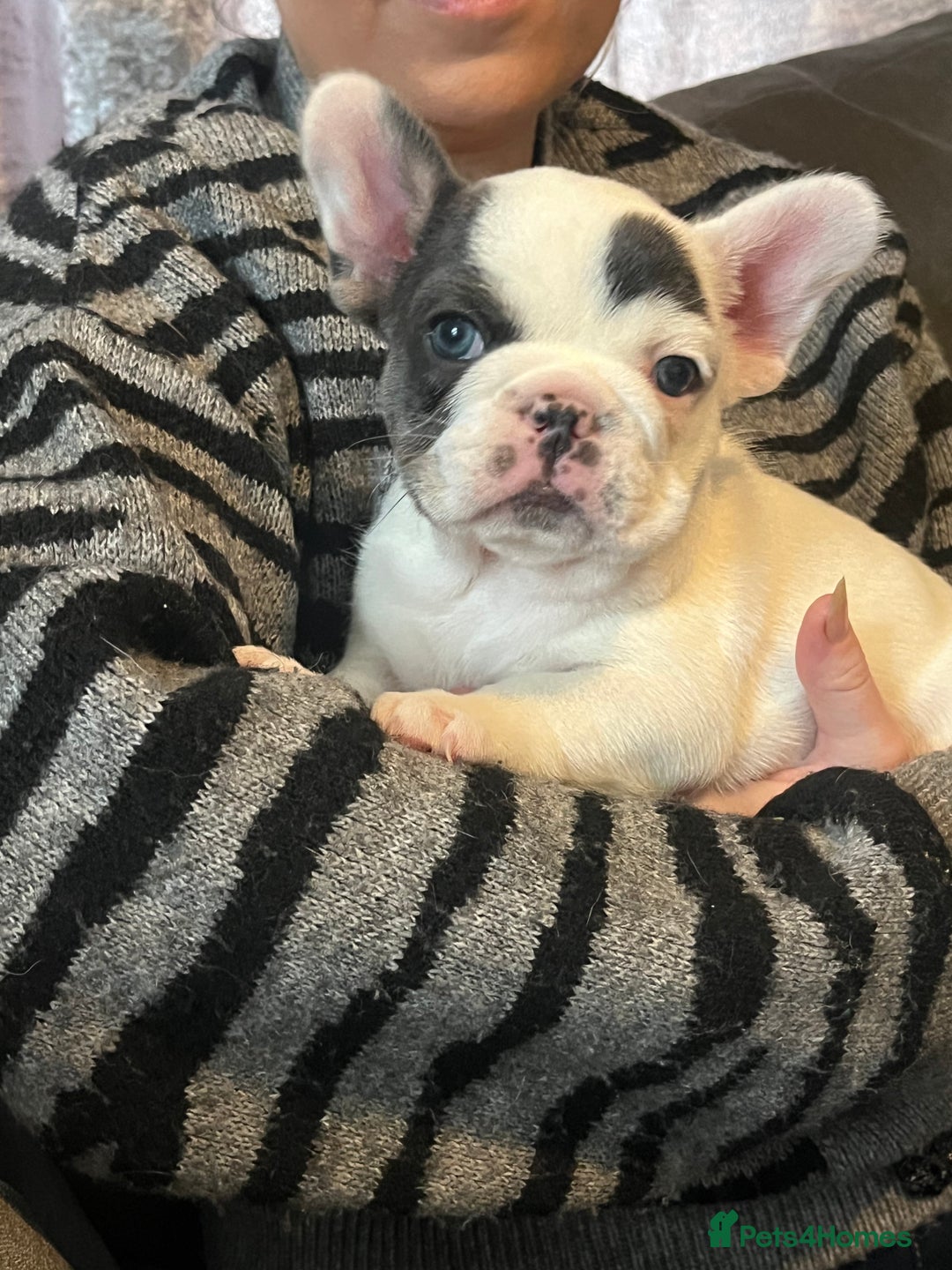 French Bulldog dogs for sale: Fluffy French Bulldogs  - Image 29