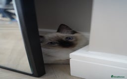 Ragdoll cats for sale: Two Ragdoll brothers  - Image 5