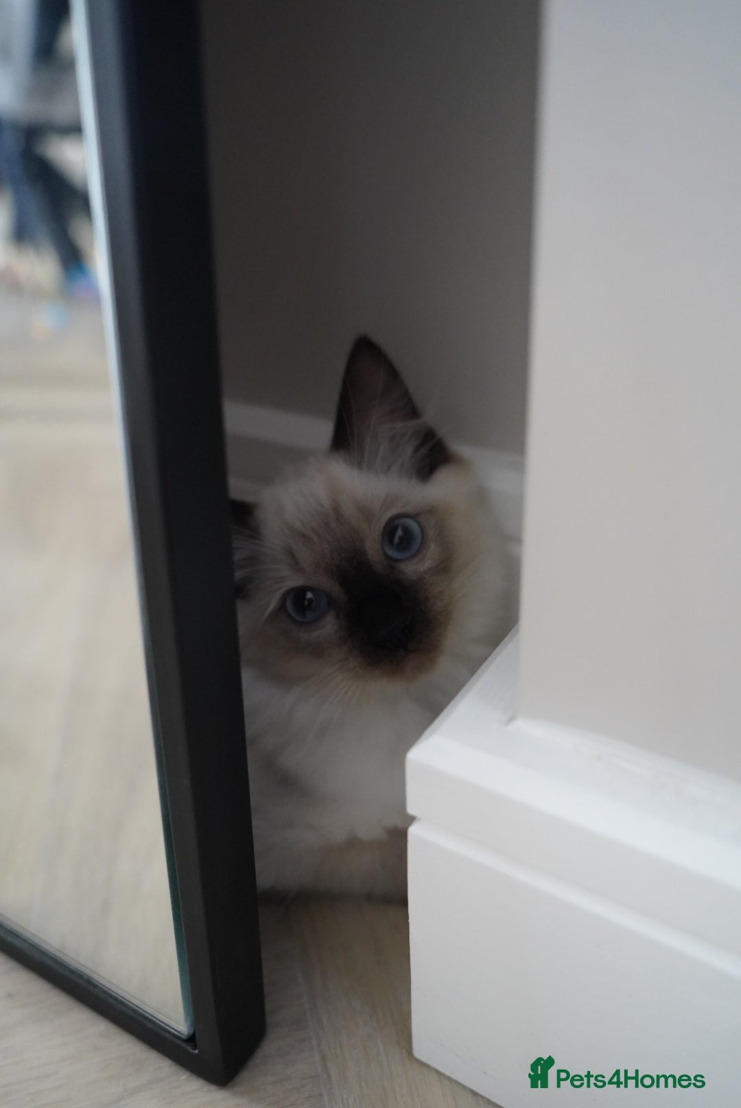 Ragdoll cats for sale: Two Ragdoll brothers  - Image 5