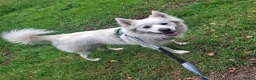 Mixed Breed dogs for stud: Samoyed x Husky for Stud in Godalming - Advert 4
