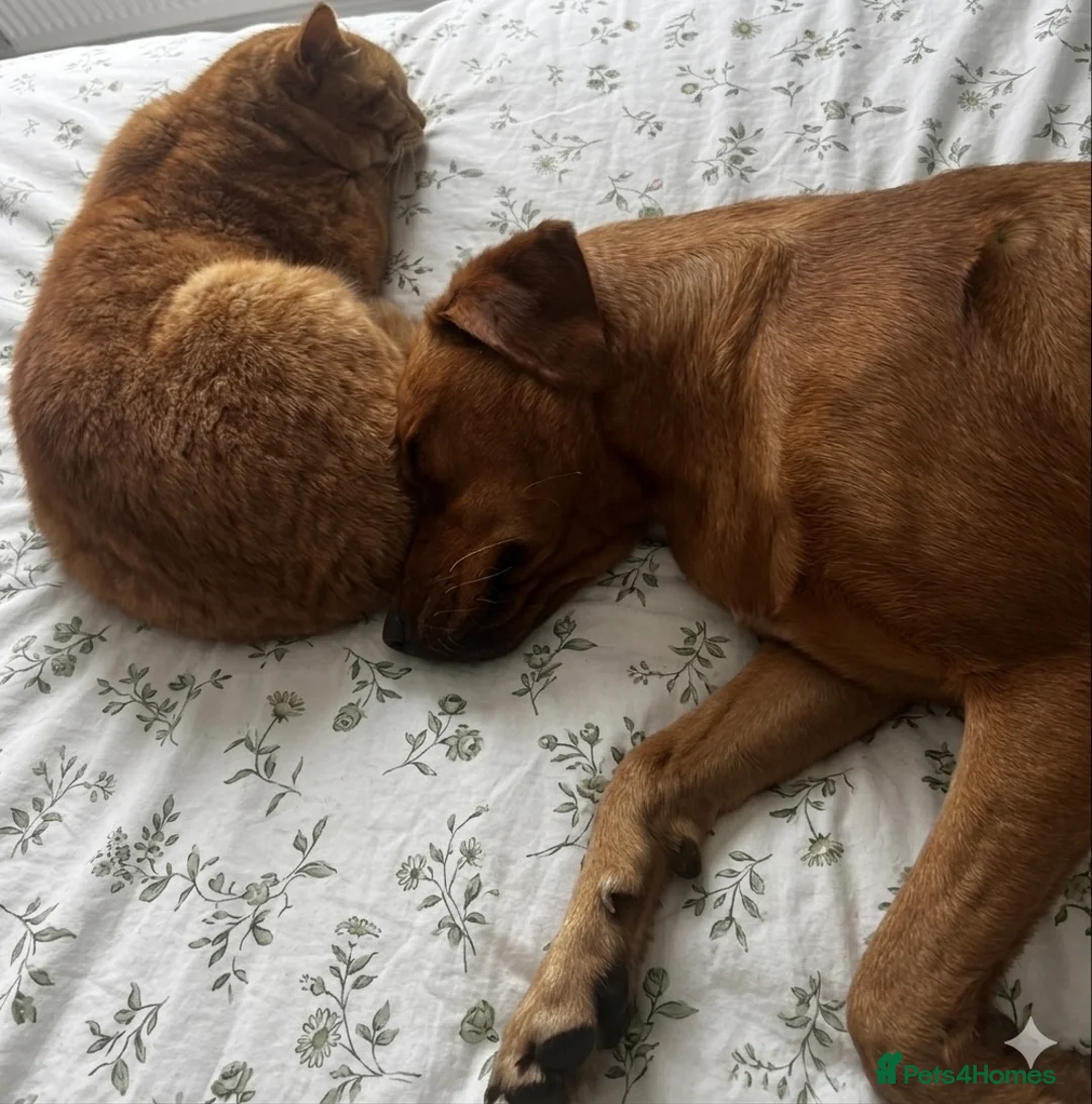 British Shorthair cats for sale: Jerry looking for his forever home  - Advert 4