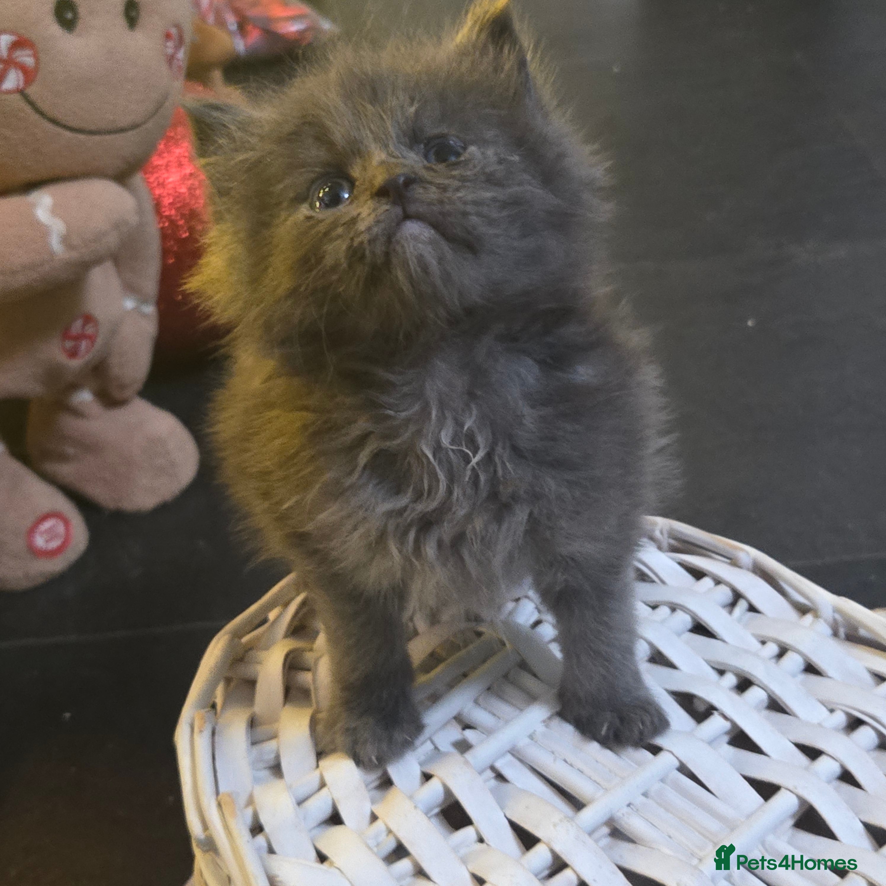 Maine Coon cats Champion russian Maine coon kittens - Advert 5