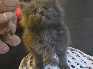 Maine Coon cats Champion russian Maine coon kittens - Advert 6