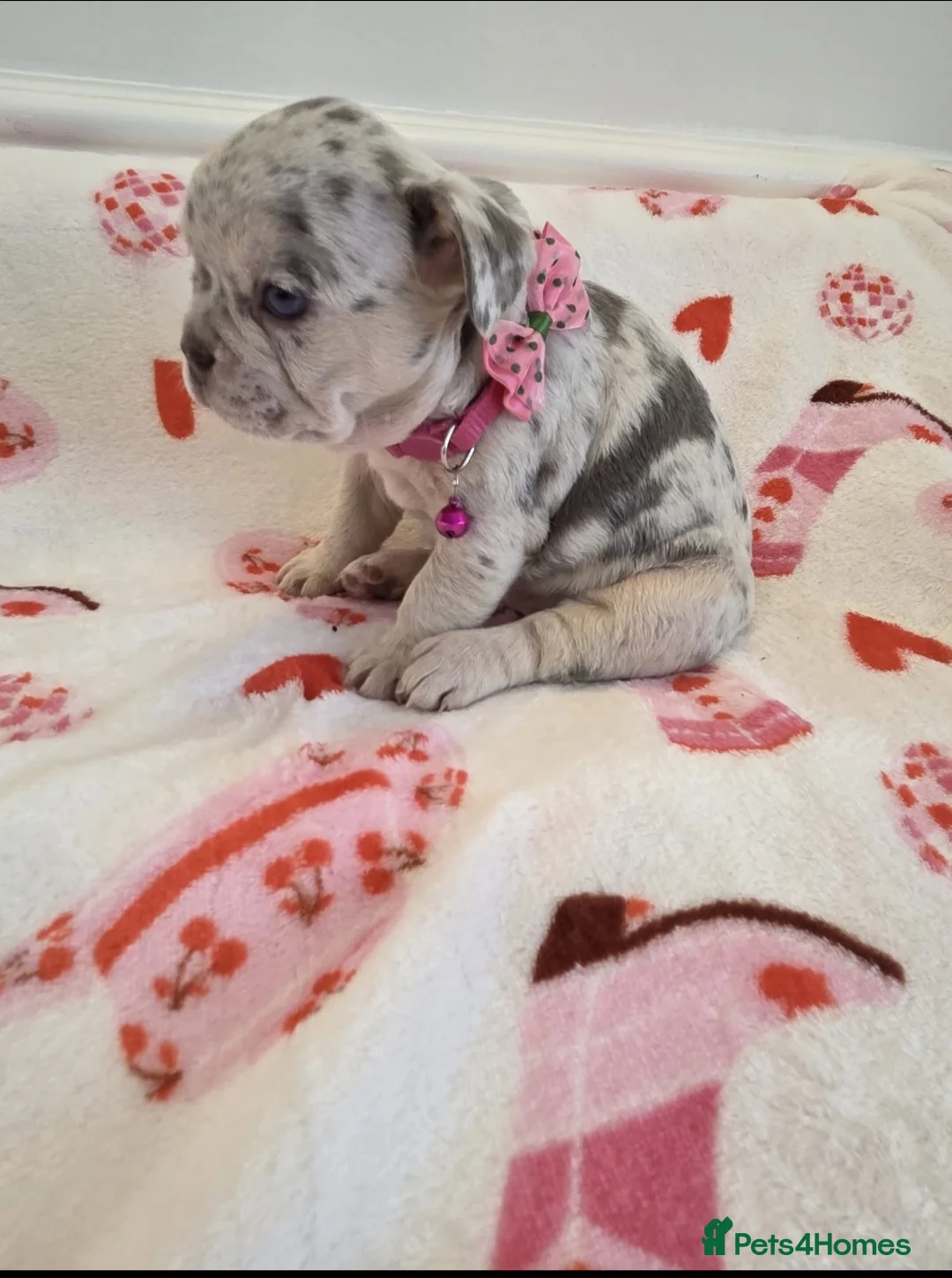 French Bulldog dogs for sale: Beautiful Frenchie puppies - Advert 13