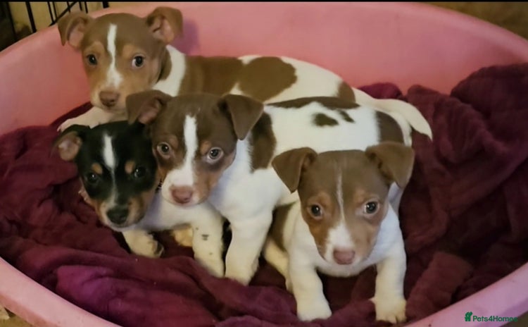 Jack Russell dogs - Advert 11