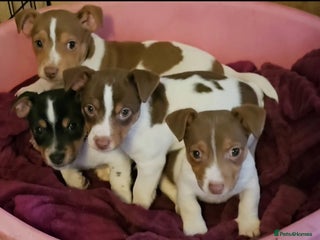 Jack Russell dogs Beautiful Jack Russell Puppies - Advert 4