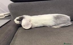 Mini Lop rabbits for sale: Two Beautiful Mini lops with blue eyes - Image 1