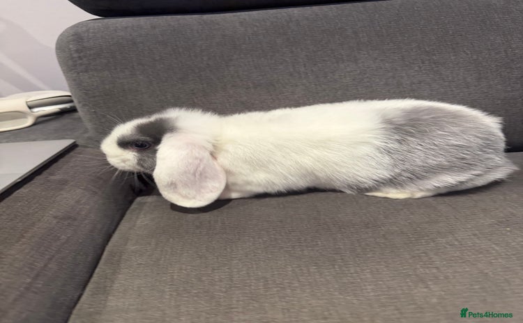 Mini Lop rabbits - Advert 1