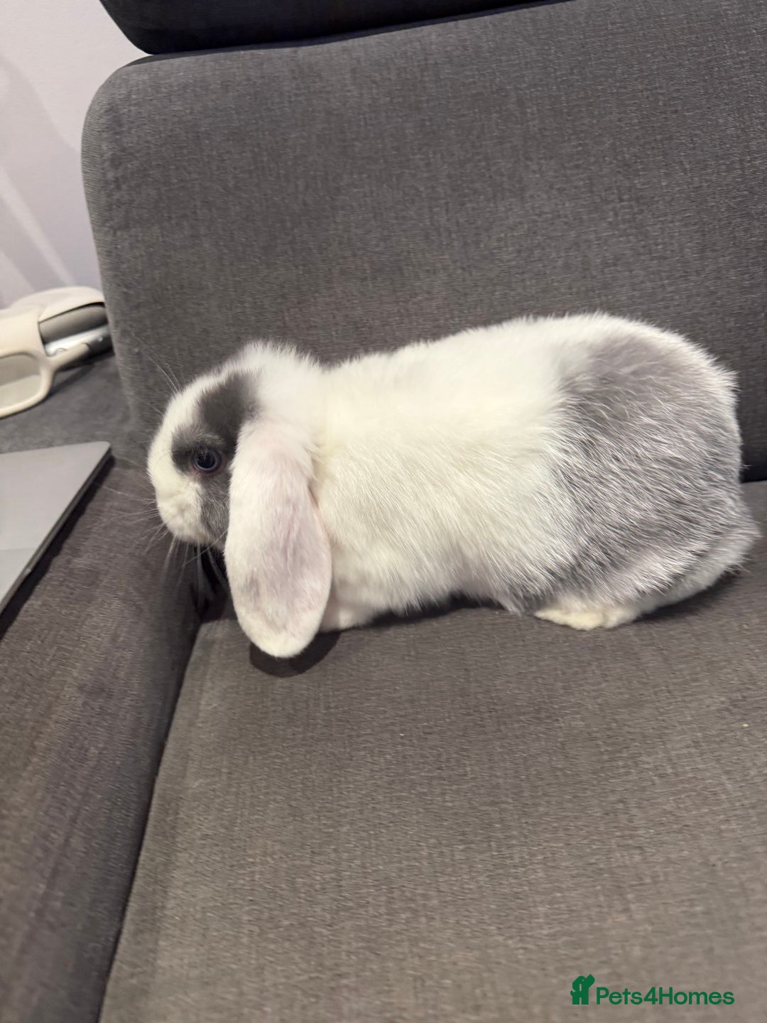 Mini Lop rabbits for sale: Two Beautiful Mini lops with blue eyes - Image 1
