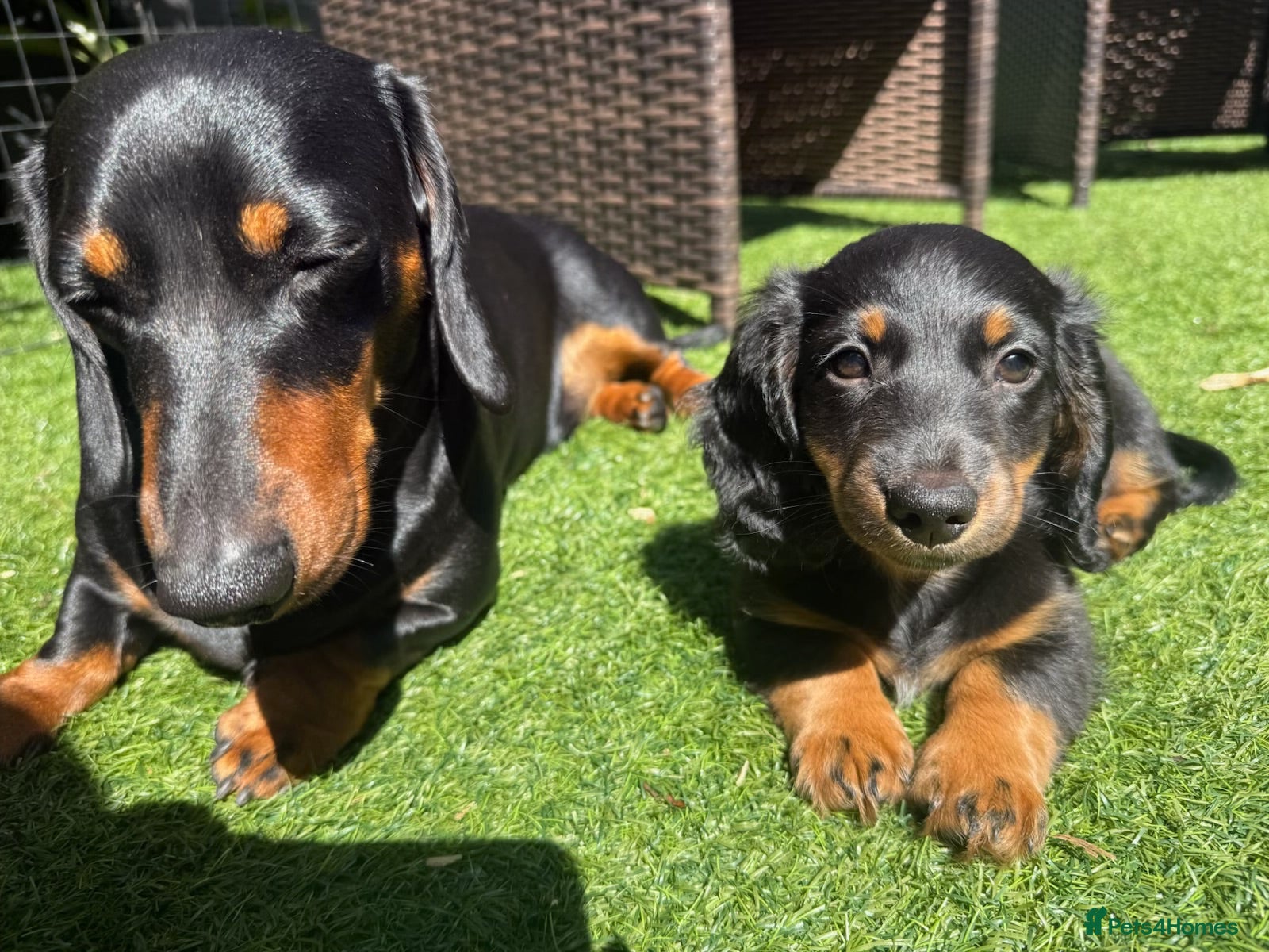 Miniature Dachshund dogs ONE LEFT KC REG LONG Hair Miniature Dachshund Pups - Advert 2