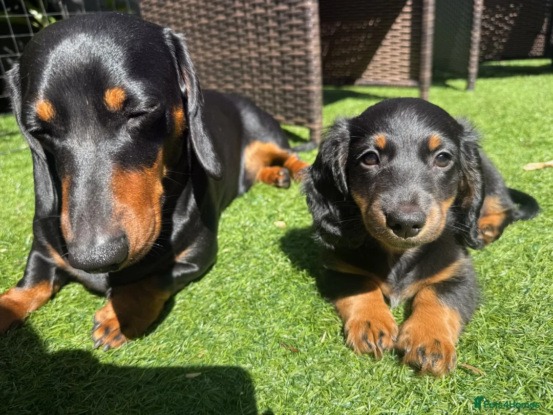 Miniature Dachshund dogs for sale: ONE LEFT KC REG LONG Hair Miniature Dachshund Pups - Advert 2