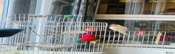 Parakeets birds for sale: Beautiful White Parakeet male 1yr old semi tamed - Advert 4